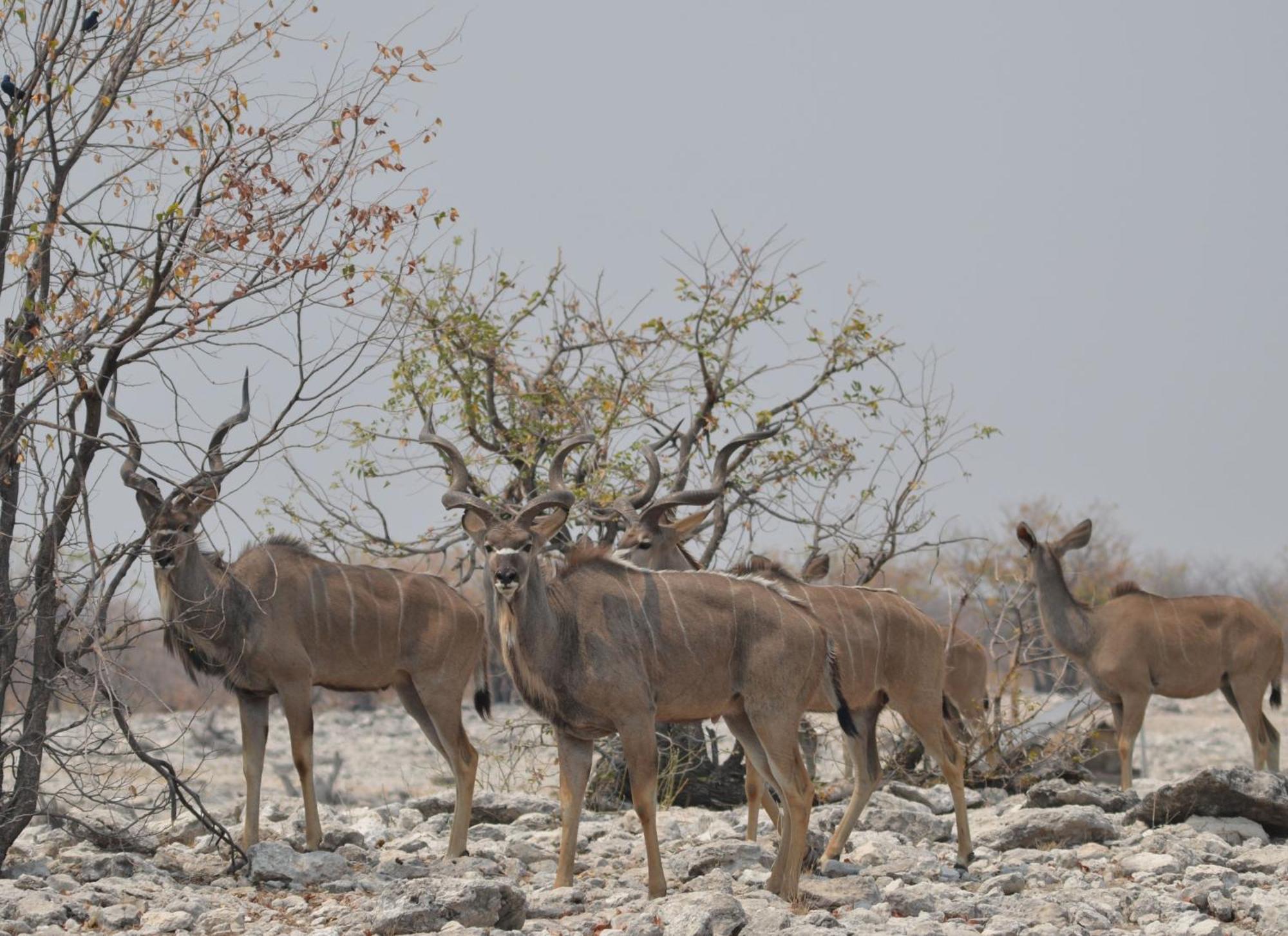 Okutala Etosha Lodge Outjo Dış mekan fotoğraf