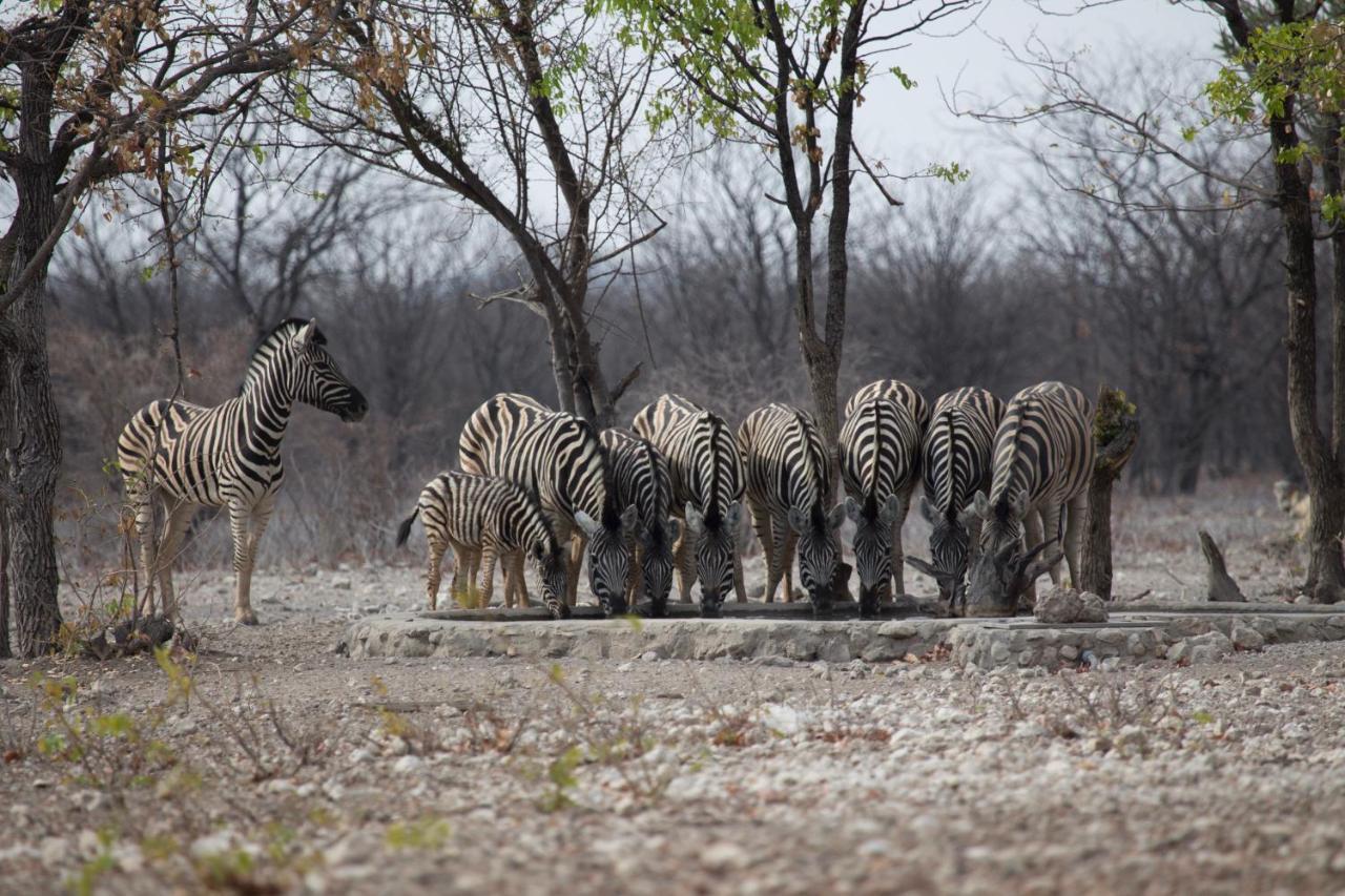 Okutala Etosha Lodge Outjo Dış mekan fotoğraf