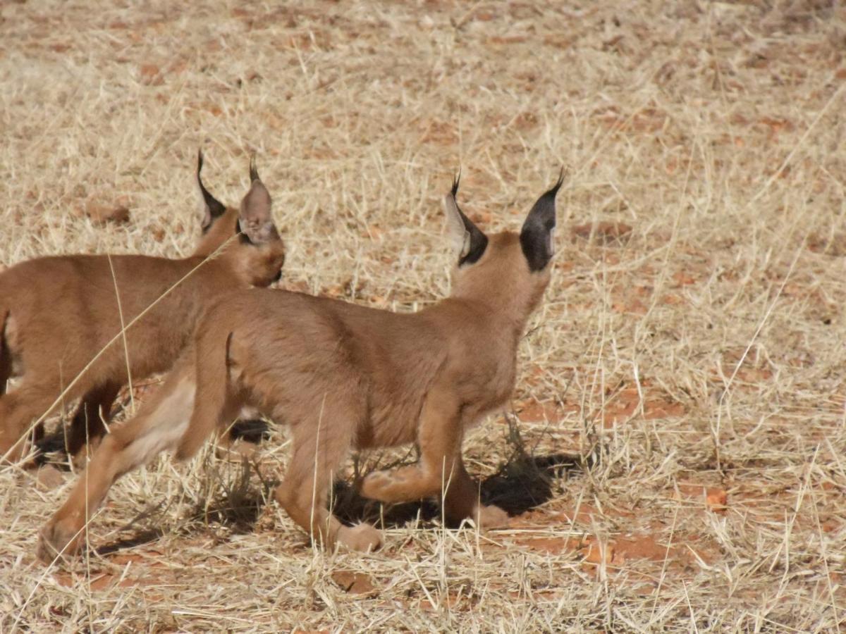 Okutala Etosha Lodge Outjo Dış mekan fotoğraf