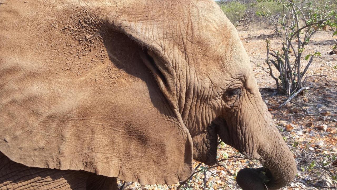 Okutala Etosha Lodge Outjo Dış mekan fotoğraf